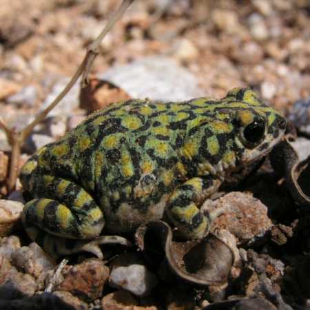 Sonoran green toad