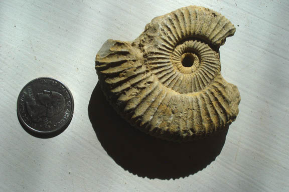 Ammonite fossil