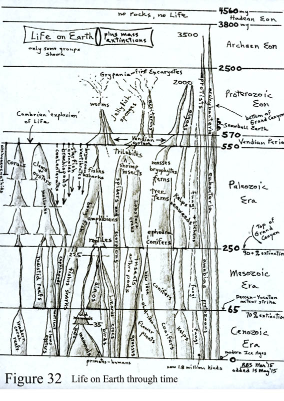 Life on Earth flow chart