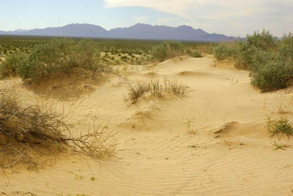 Mohawk Dunes