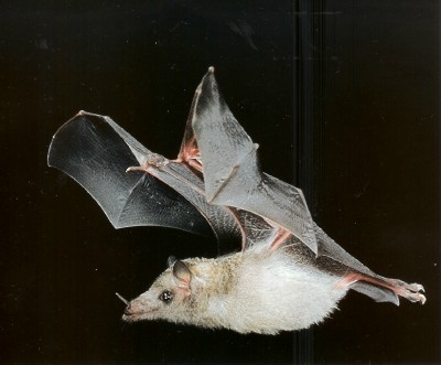  Mexican Long-tongued Bat