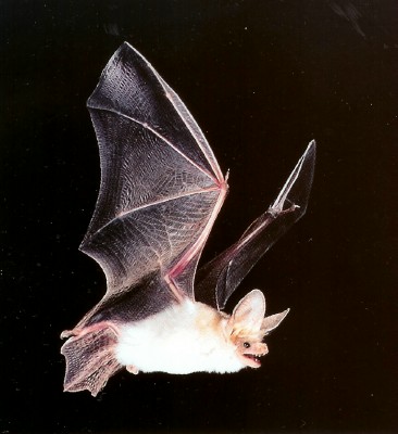  Pallid bat