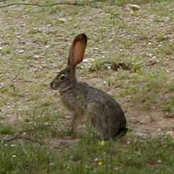  Black-tailed jackrabbit