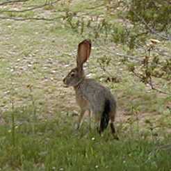  Black-tailed jackrabbit