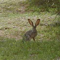  Black-tailed jackrabbit