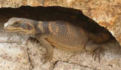  Chuckwalla