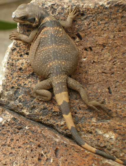  Chuckwalla