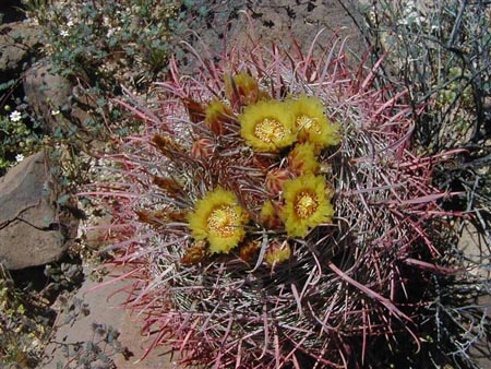  Ferocactus cylindraceus