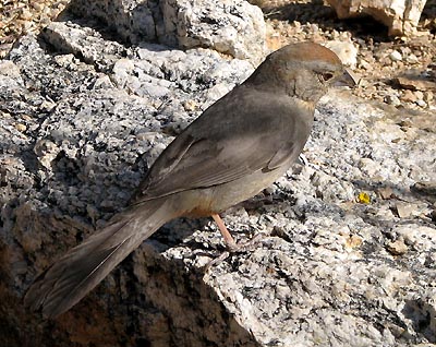  Canyon towhee