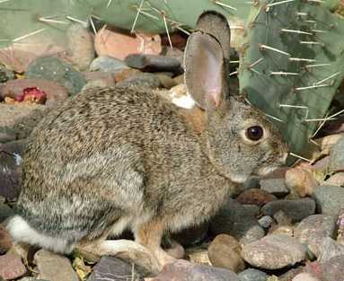  Desert cottontail