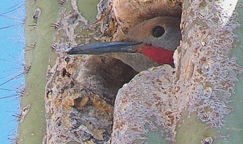  Gilded flicker (male)