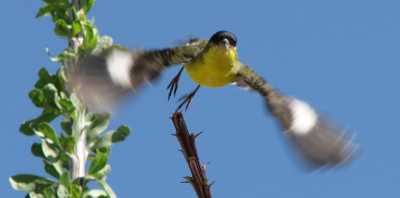 male goldfinch