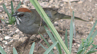  Green-tailed towhee