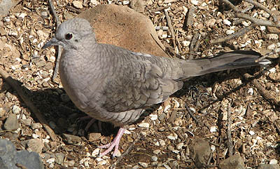  Inca dove