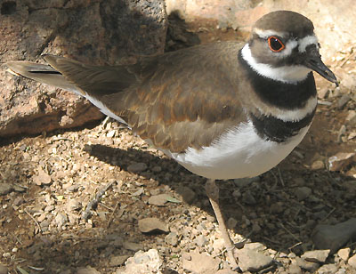  Killdeer