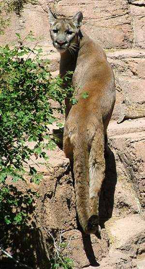  Mountain lion