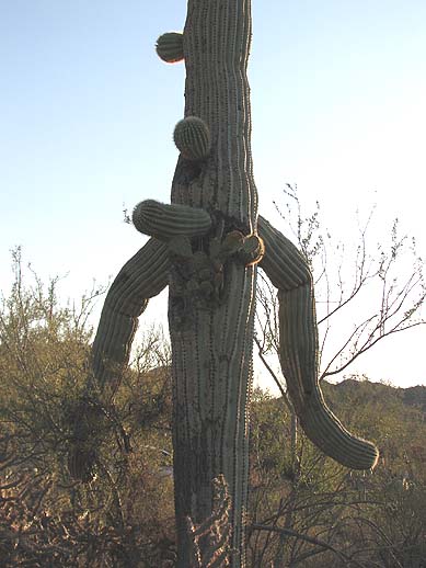 Saguaro