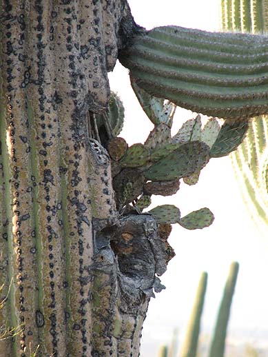 Saguaro