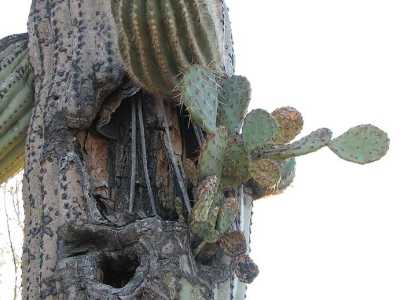 Saguaro