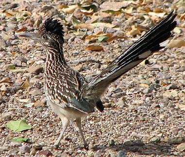  Greater roadrunner