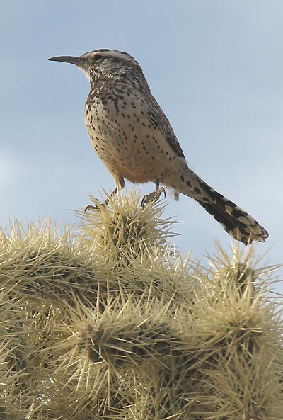  Cactus wren