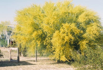  Parkinsonia florida 