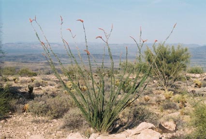  Fouquieria splendens ssp.splendens