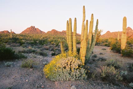  Stenocereus thurberi