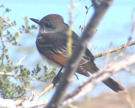  Ash-throated flycatcher