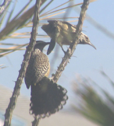  Cactus wren