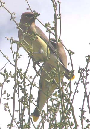  Cedar waxwing