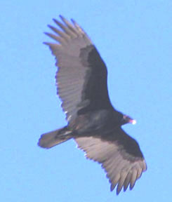  Turkey vulture