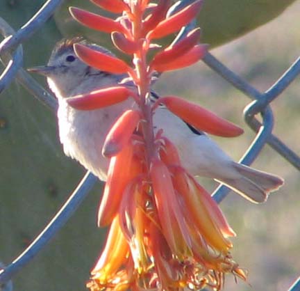  Lucy's warbler