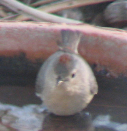  Lucy's warbler