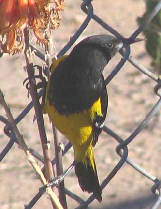  Scott's oriole (male)