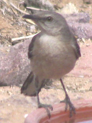  Northern mockingbird
