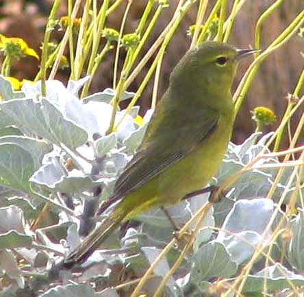  Orange-crowned warbler