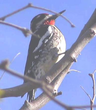  Red-naped sapsucker (female)