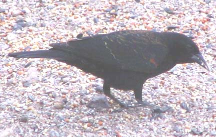  Red-winged blackbird (male)