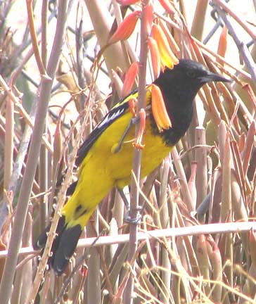  Scott's oriole (male)