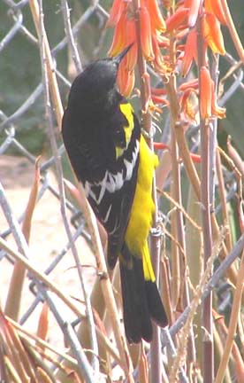  Scott's oriole (male)