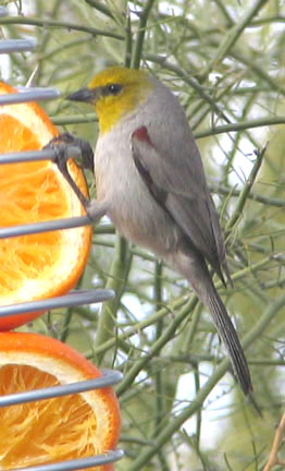  Verdin