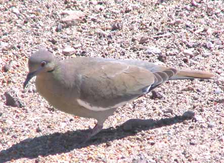  White-winged dove