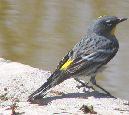  Yellow-rumped warbler (Audubon's) (male)