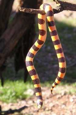  Banded sand snake