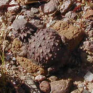  Regal horned lizard