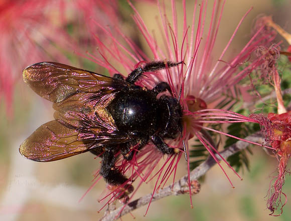  Xylocopa californica