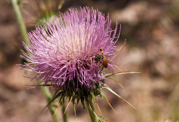  Cirsium neomexicanum