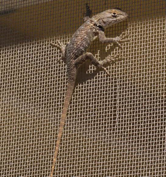  Clark's spiny lizard