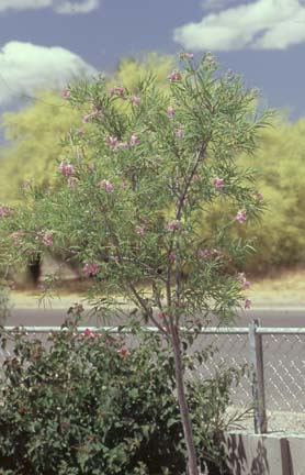  Chilopsis linearis ssp. Arcuata